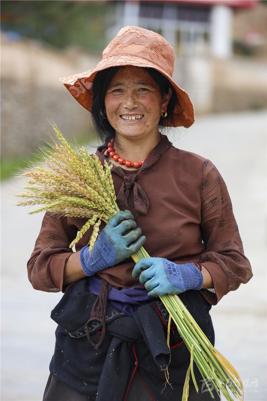 青稞地里話(huà)豐年